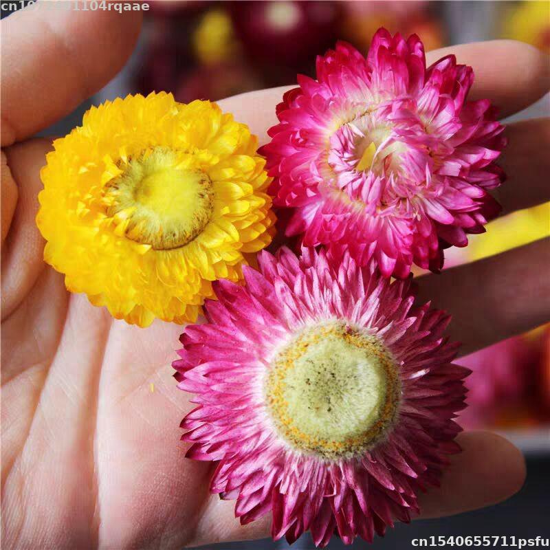 Soap Making Material Wholesale - Flores Secas 100% Naturais Bracteantha Bracteata