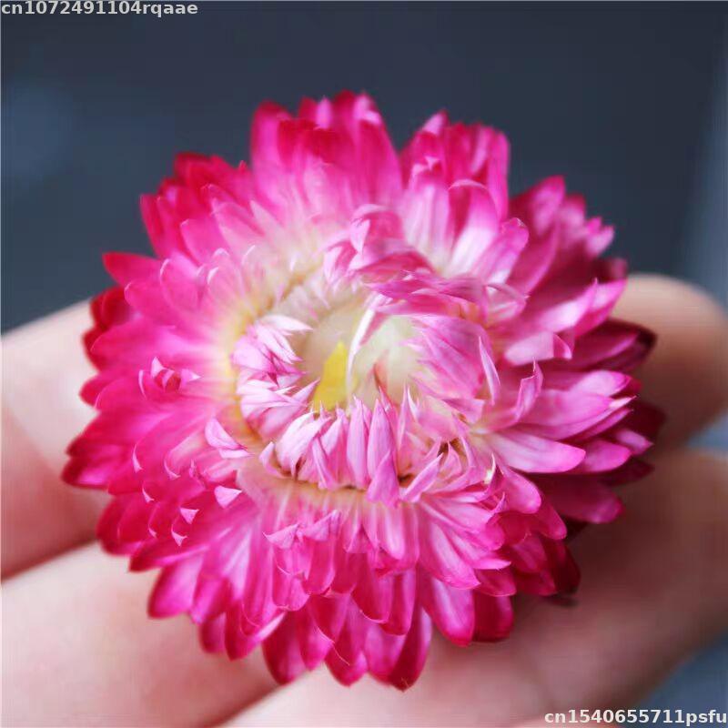 Flores Secas 100% Naturais Bra - Soap Making Material Wholesale avaliação e preço